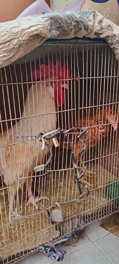 morgha Desi hai morghi aseel dono ghr k pale hain