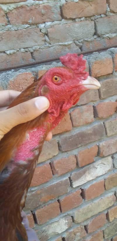 Aseel setup for sale