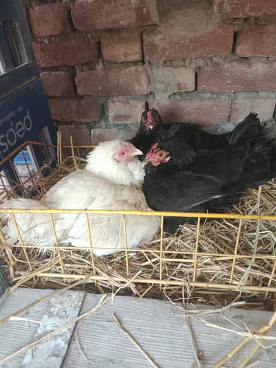 kurak wali aseel murgiya