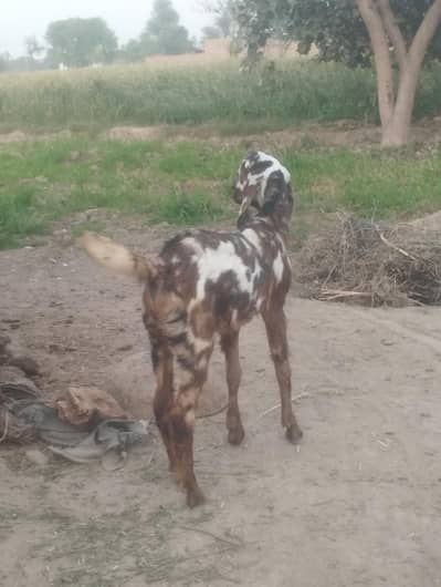 Shera Bakra Dasi Nasal