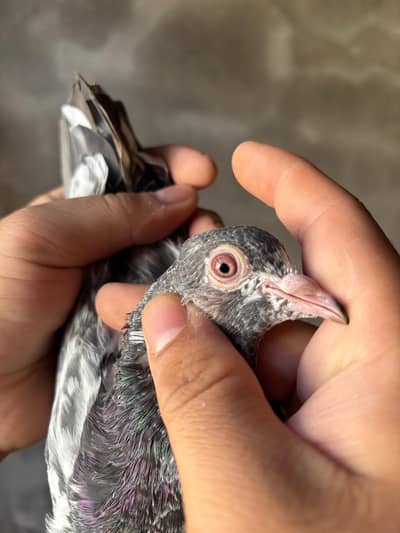 Pigeon for sale