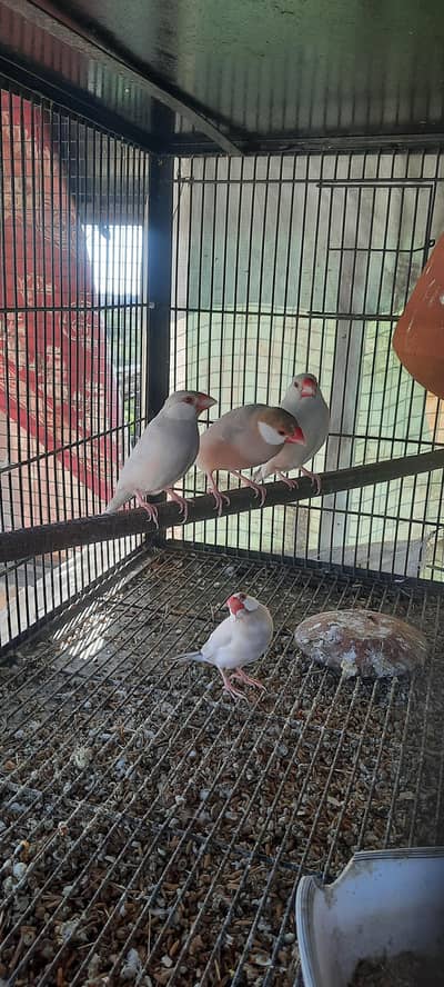 fawn Java Breeder pair