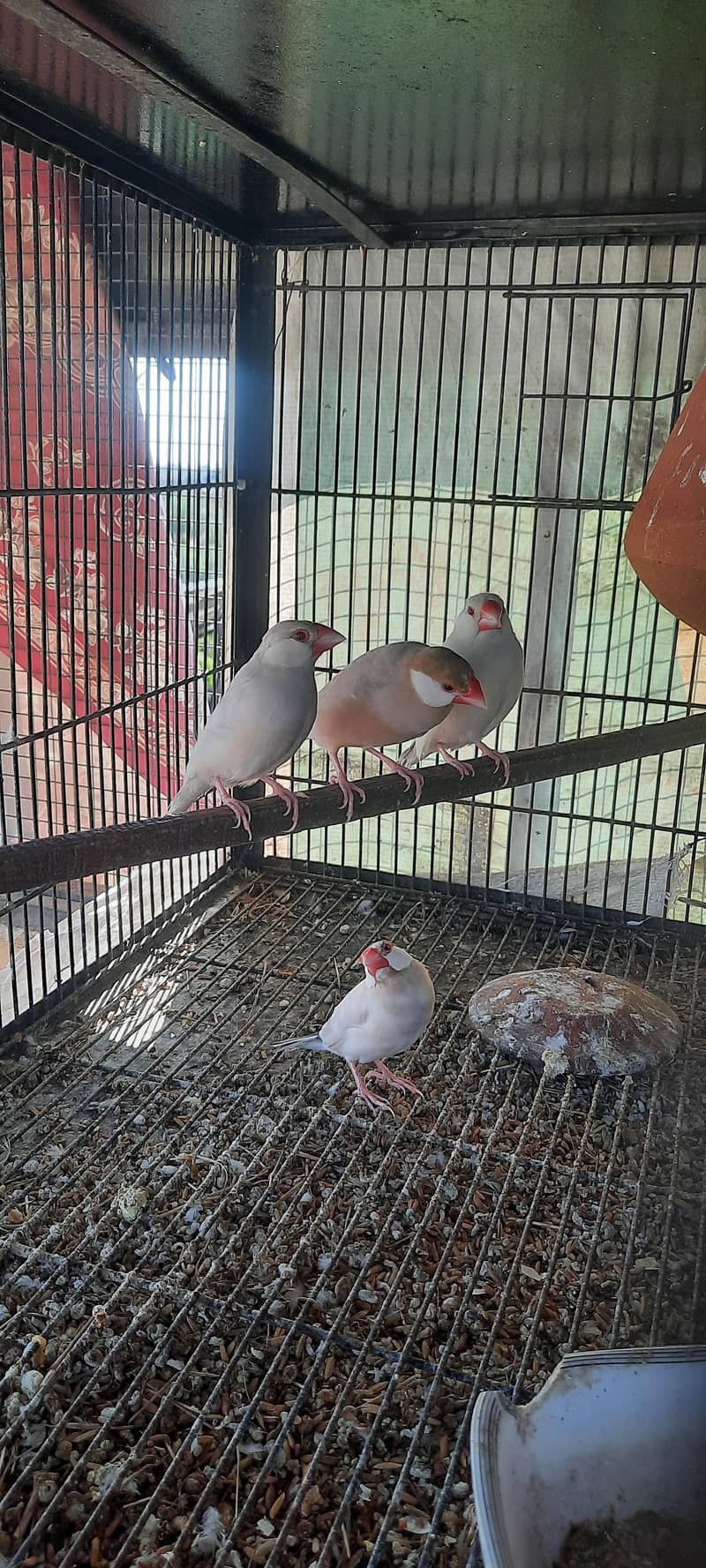 fawn Java Breeder pair 0