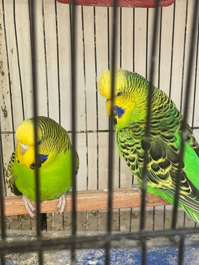 Green exhibition breeder pair available