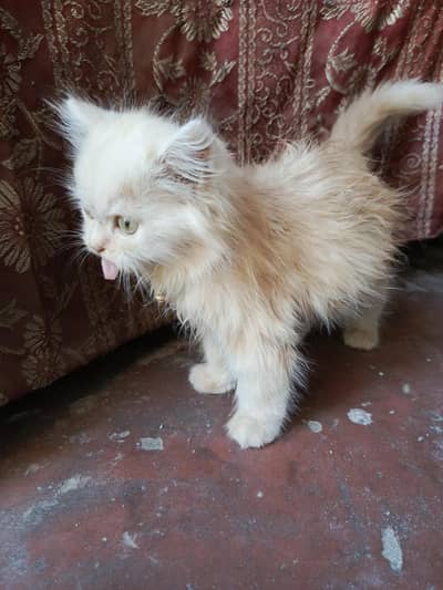 Persian 2 male kittens for sale urgent