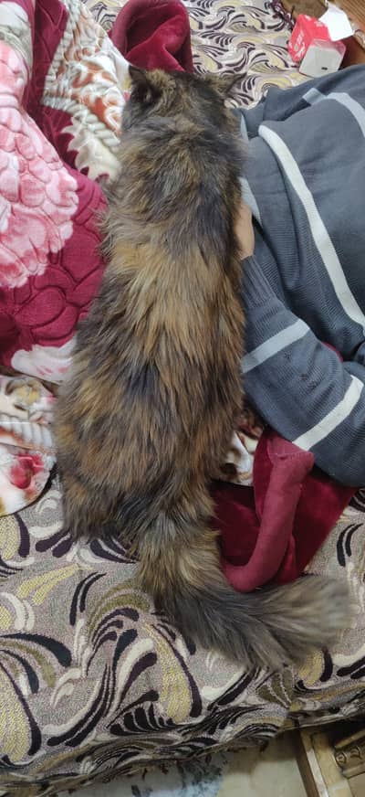 HIMALAYAN TRIPLE COURT