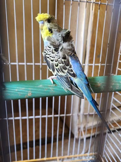 hogo missing flower rainbow for sale single flower 2000 missing flower