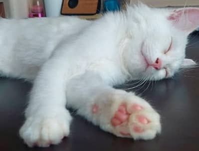 Persian breed male cat for adoption.