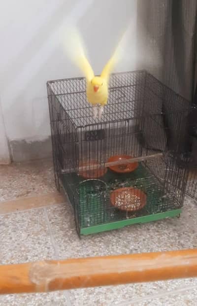 yellow fly tame all ok