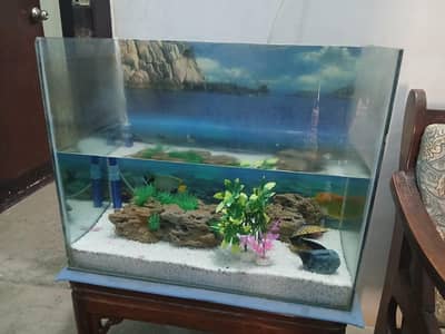 Fish Aquarioum with Accessories