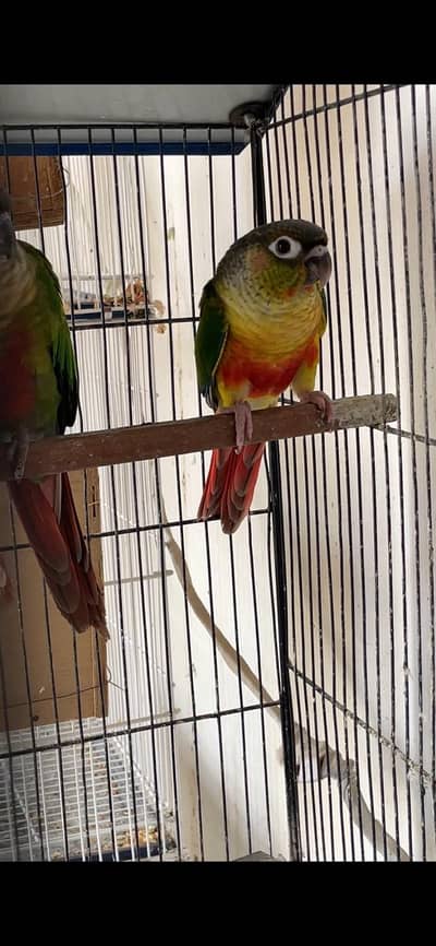 highly red factor Yellow sided green cheek conure