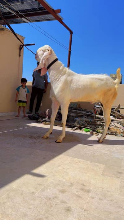 Gulabi Bakra For Sale