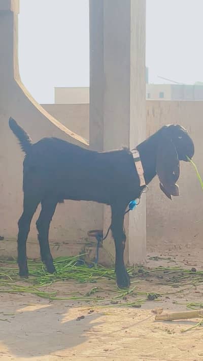 Colour blake nagra bareed