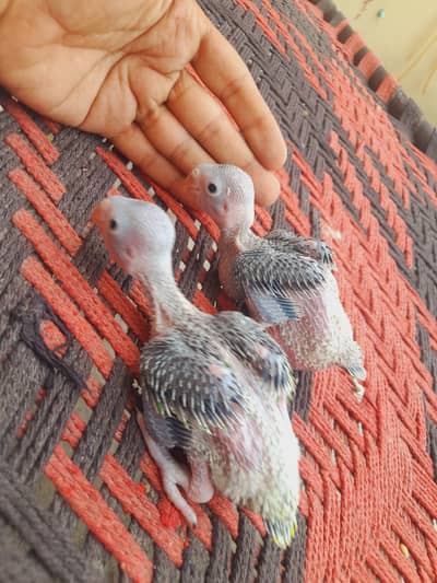 mitho baby golu molu