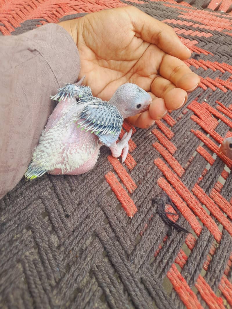 بولنے والے میٹھو کے بیبی رنگنیک 1