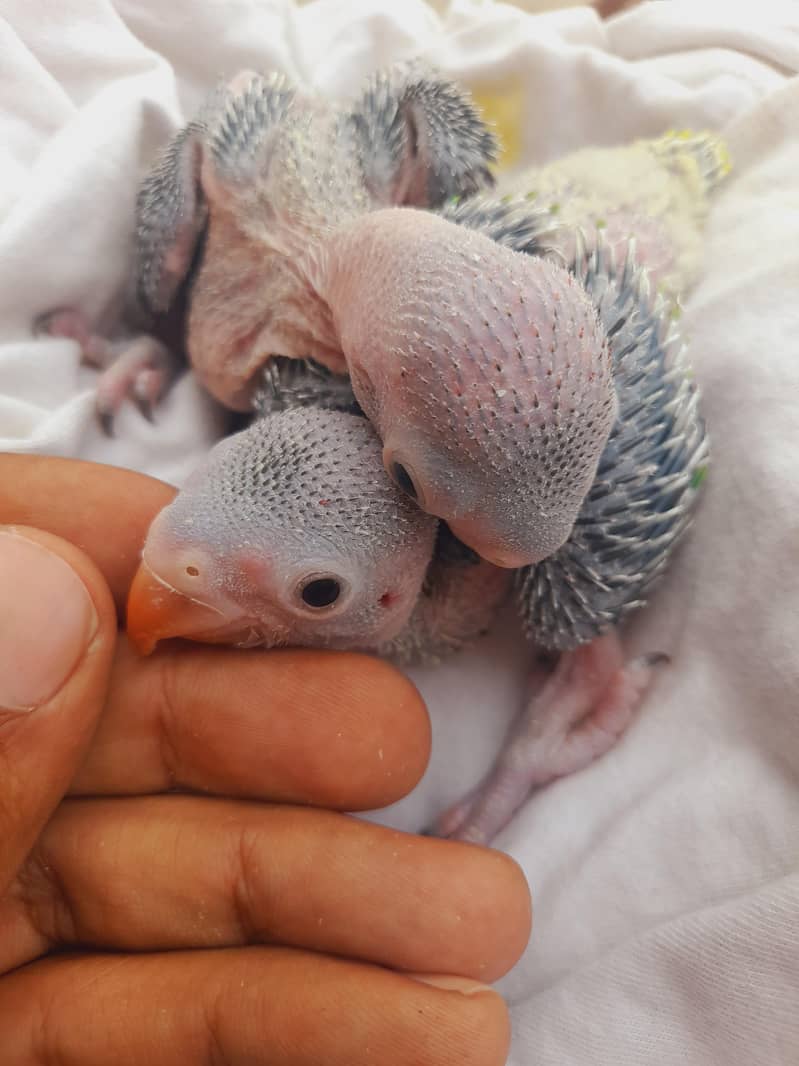 بولنے والے میٹھو کے بیبی رنگنیک 2