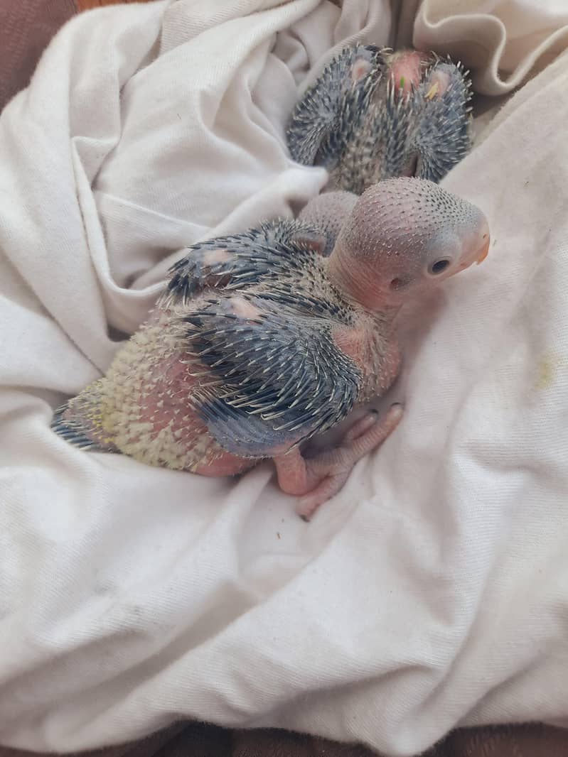 بولنے والے میٹھو کے بیبی رنگنیک 3