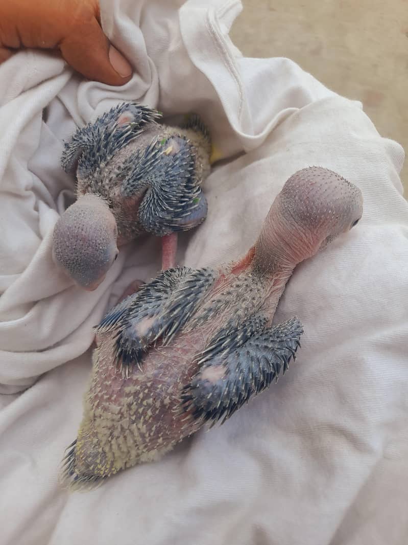 بولنے والے میٹھو کے بیبی رنگنیک 4