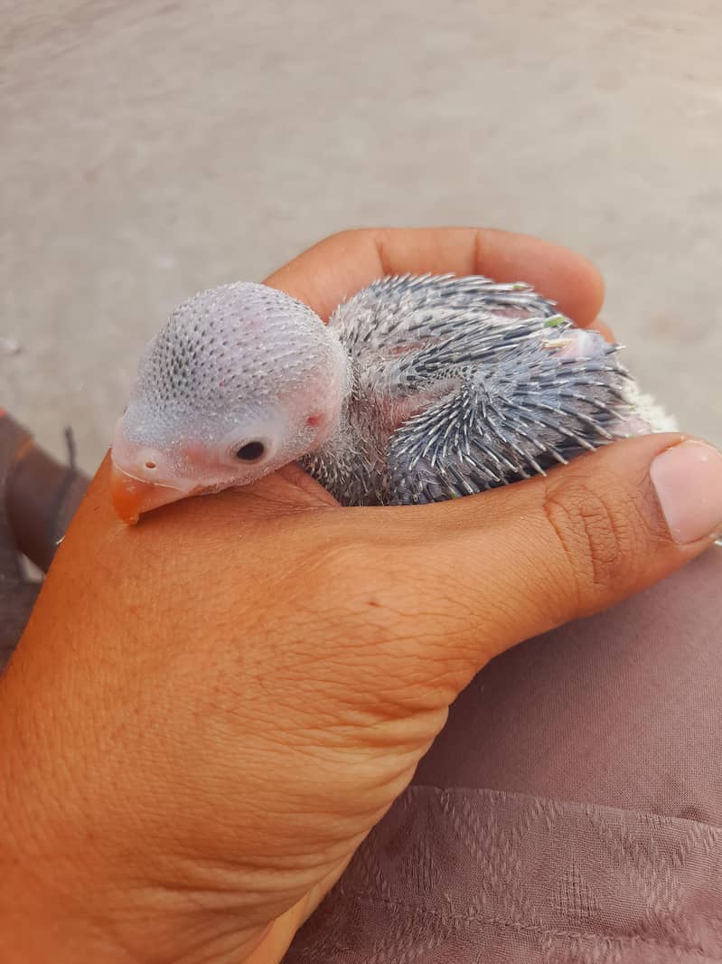 بولنے والے میٹھو کے بیبی رنگنیک 5