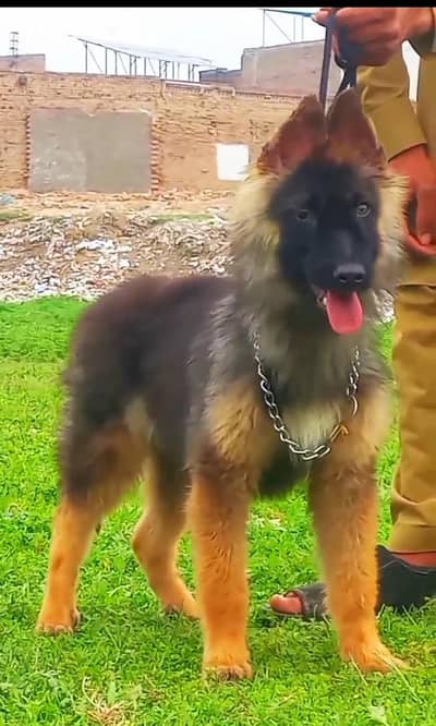 German Shepherd long coat 3month for sale