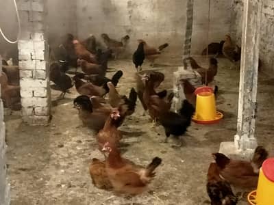 Golden Misri | Desi Murghi | Anday wali Murghian