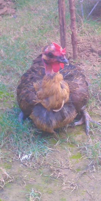 ganji murgi for sale