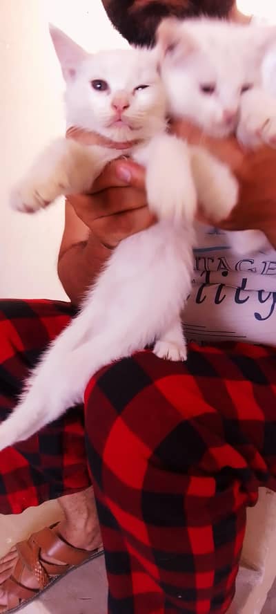 persian male female kitten