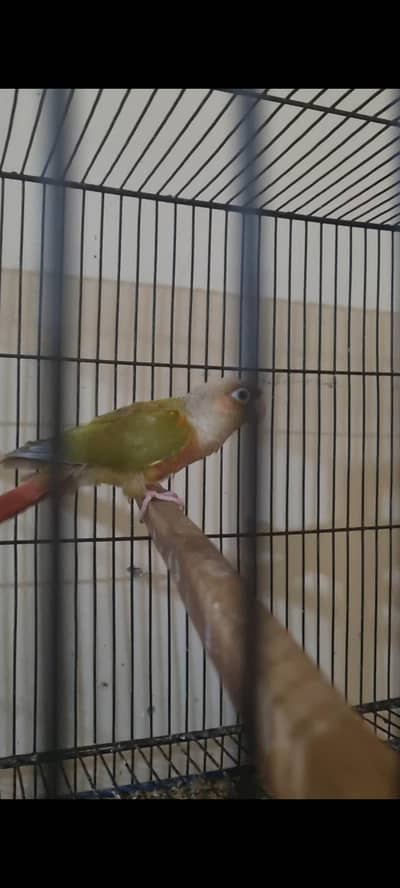 PineApple Conure Breeder Pair