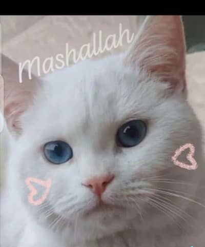 Persian Male ha neutral Karwa deya tha 6 month ka tha tb ab 2 year ka