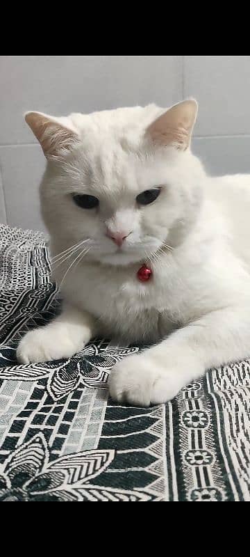 Persian Male ha neutral Karwa deya tha 6 month ka tha tb ab 2 year ka