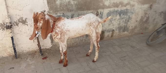 makha chena nasl 6 mahina ka h bilkol active 03172561399