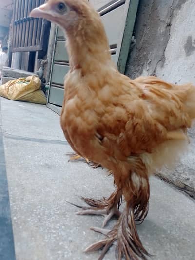 Golden buff chicks for sale
