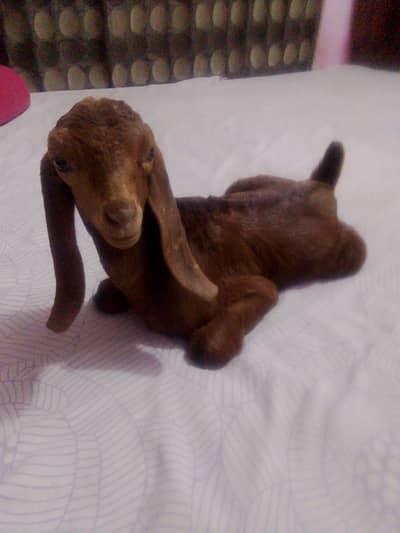 Cute baby goat available (healthy & active)