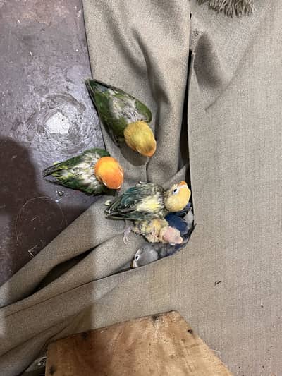 Lovebird chicks for sale