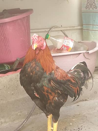 aseel mianwali breed