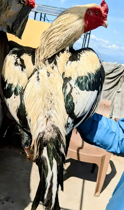 Pure Mianwali jawa Aseel