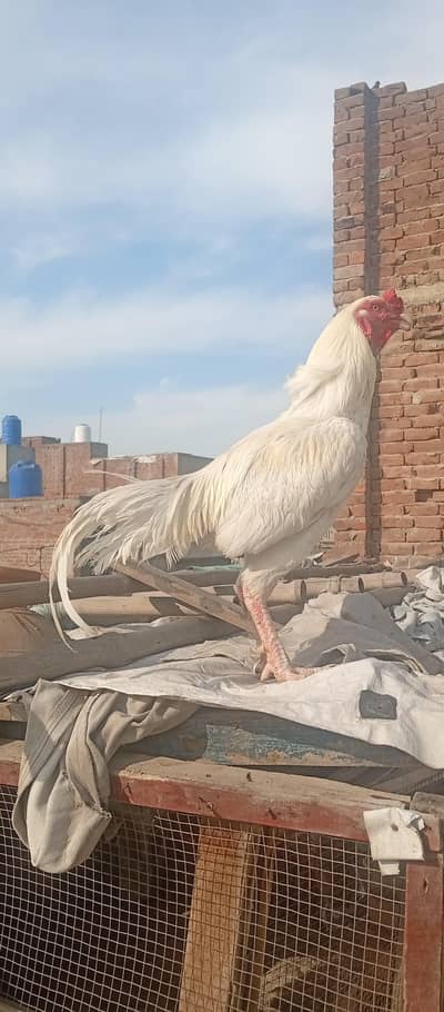 Aseel heera urgent for sale