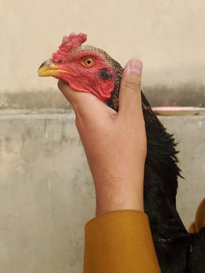 1 breeder 1 patha for sale 03147322389