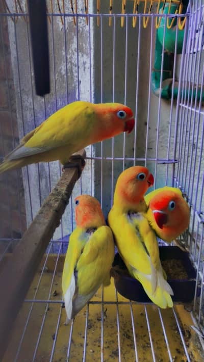 Lovebirds/cocktails/finches