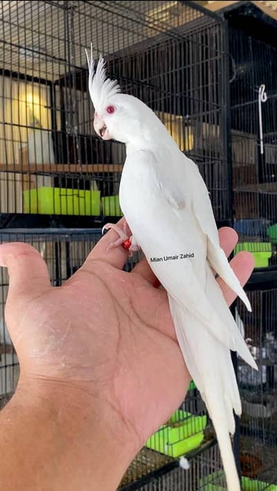 Eno red eyes breader pair ha and fawn java and available