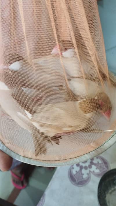 Eno red eyes breader pair ha and fawn java and love bird