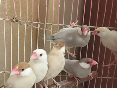 Eno red eyes breader pair ha and fawn java and love bird