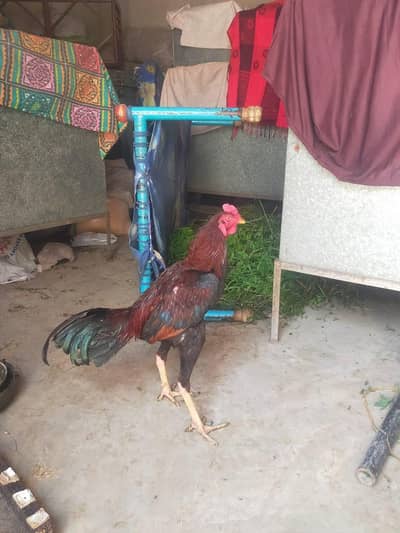 jis bhai ko chahye rabta kar ly bikul sehat mand hai