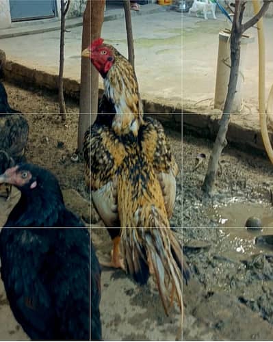 One Eyes Breeder and patha