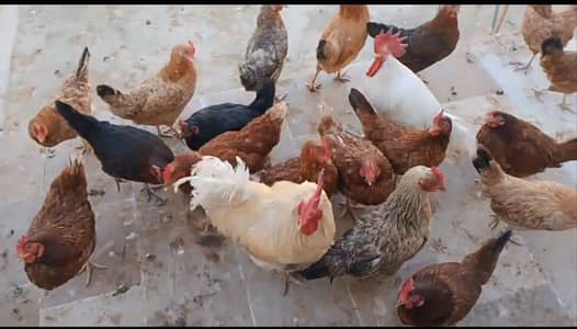 Hens (21 Female) (2 male)