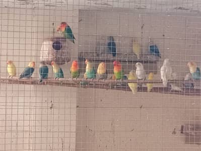 Lovebirds for Sale Breeder Pairs