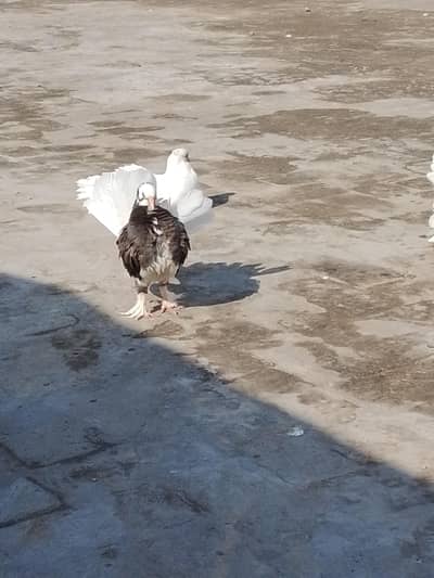 Lakka Kabooter pair Sheerazi Kabooter pair