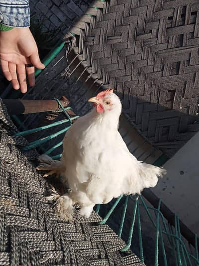 healthy active male available