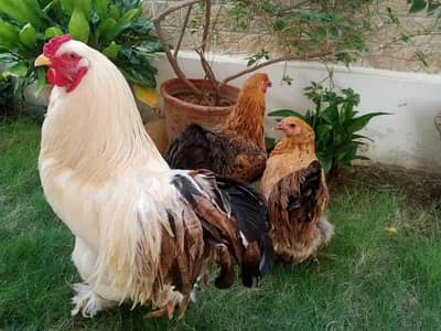 Columbian brahama hens
