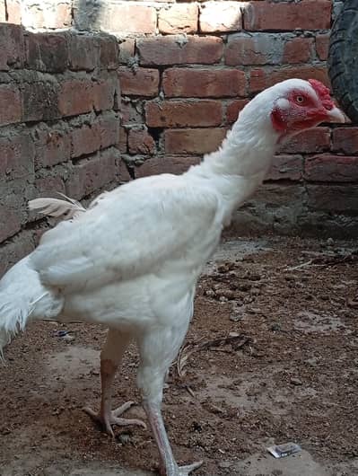 Aseel heera breeder female